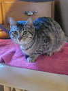 Minnie (Available 2/6/26)