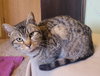 Minnie (Available 2/6/26)