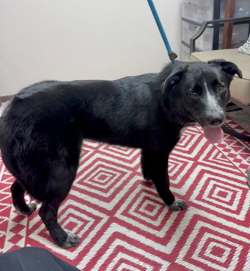 OREO - Australian Cattle Dog/Blue Heeler / German Shepherd Dog available for adoption