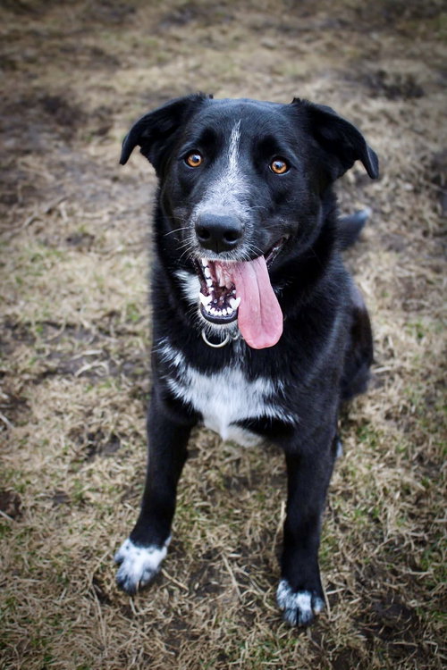 Oreo