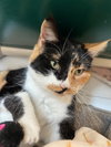 Pixel (Available 2/6/26)
