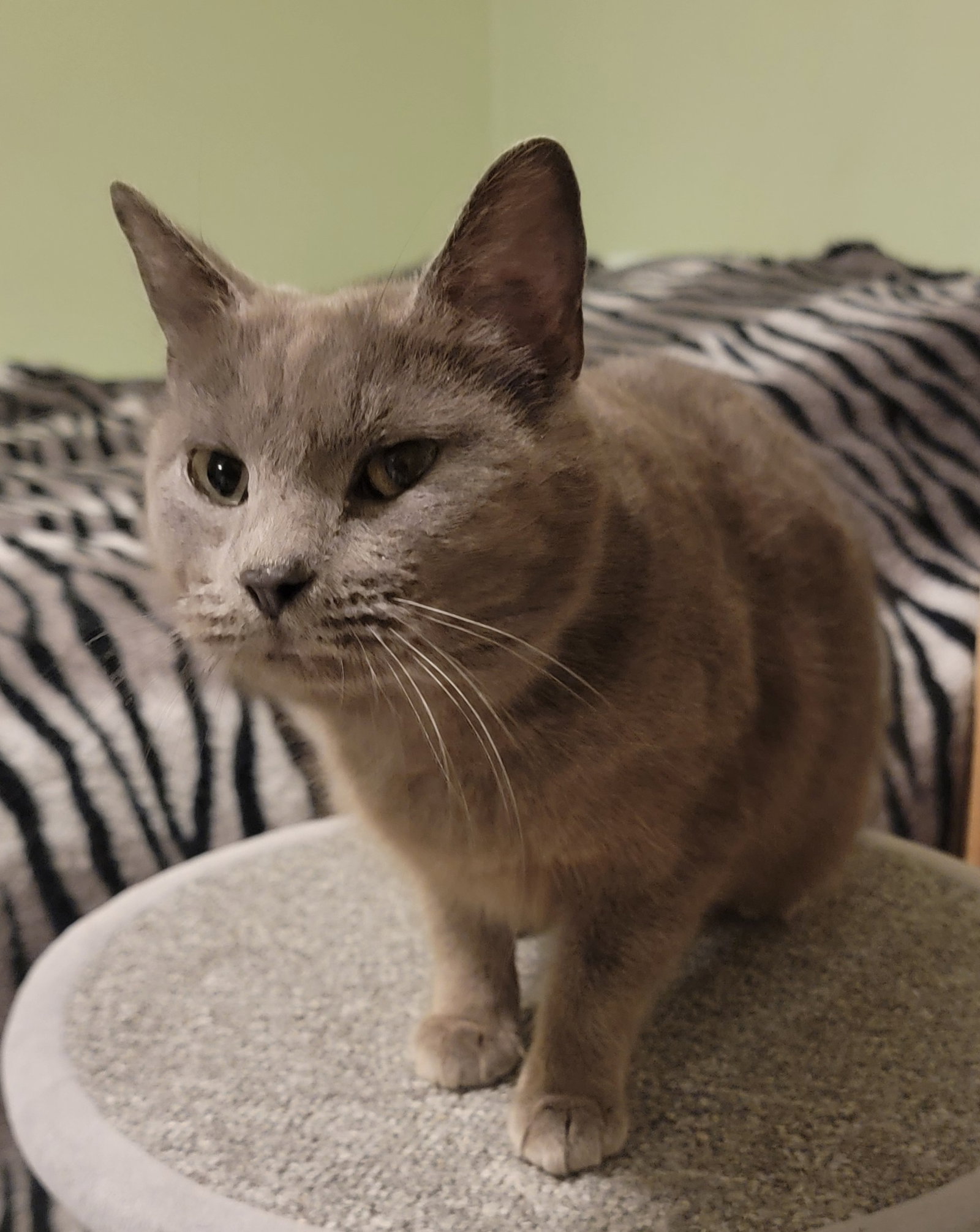 Daisy (Bonded w/Mirabel Available 2/10/26) Image