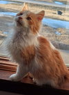 Whiskers (Available 2/27/26)