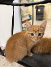 Praline (Available 3/20/26)