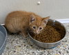 Praline (Available 3/20/26)