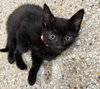 Truffle (Available 3/20/26)