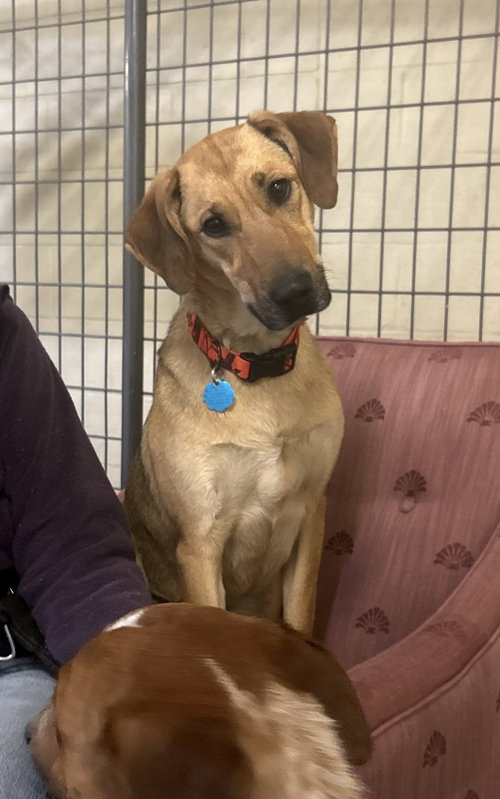 Coral (bonded w/ Marsh)