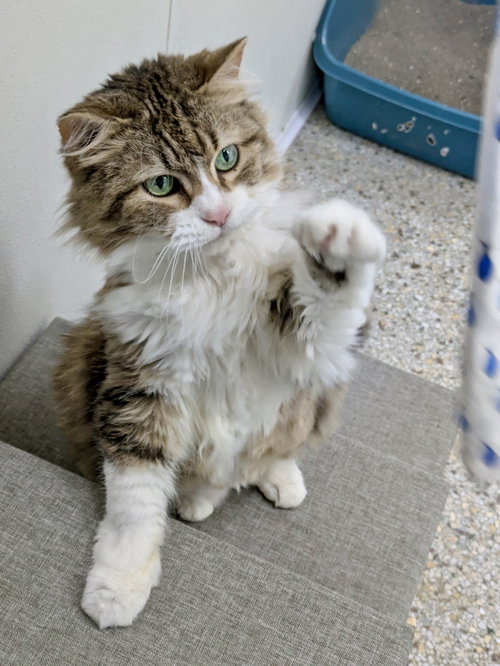 Muffin, Domestic Long Hair / Tabby / Mixed, cat for adoption in Williamsburg, Iowa