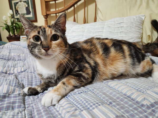 Jennipurr (Available 6/19)