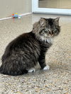 Purrtricia (Available 3/6/26)