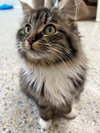 Purrtricia (Available 3/6/26)