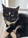 Clawdia (Available 3/12/26)