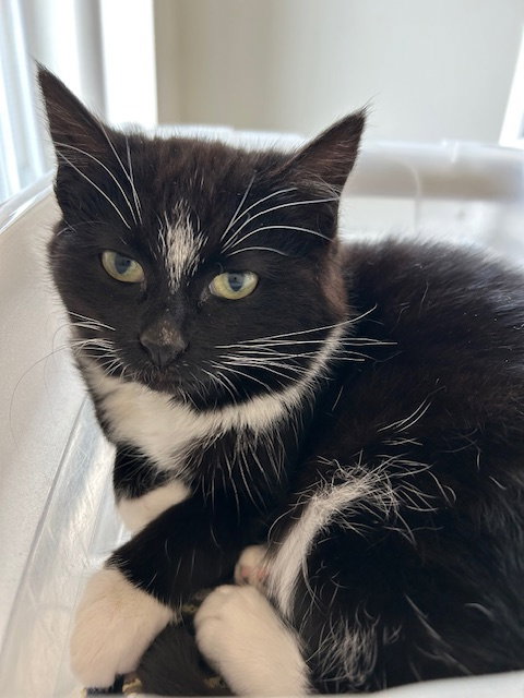 Clawdia (Available 3/12/26)