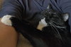 Severus (Courtesy Listing)
