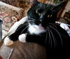 Severus (Courtesy Listing)