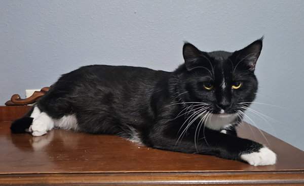 Severus (Courtesy Listing)