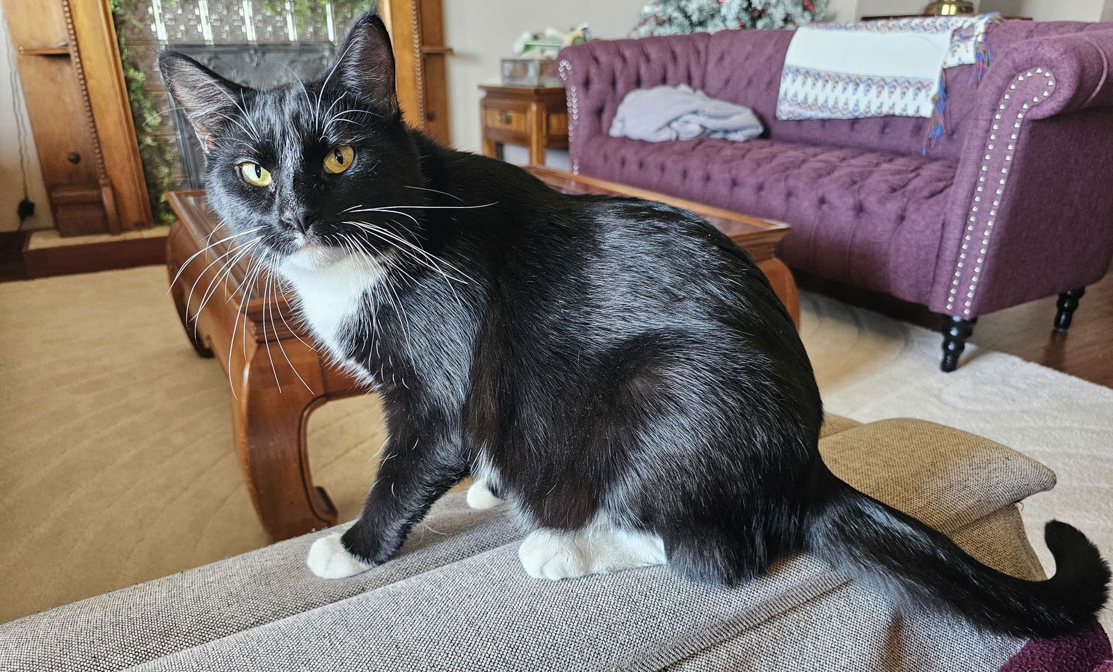 Severus (Courtesy Listing)