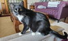 Severus (Courtesy Listing)