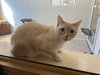 Oliver