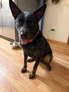 Theo (Courtesy Listing)