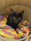 Furrgie (Courtesy Listing)