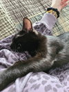 Furrgie (Courtesy Listing)