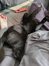 Furrgie (Courtesy Listing)
