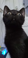 Furrgie (Courtesy Listing)