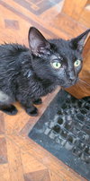 Furrgie (Courtesy Listing)