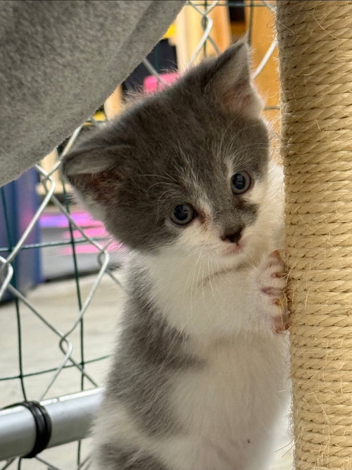 Flora (Available 5/29/26), Domestic Short Hair / Mixed, cat for adoption in Williamsburg, Iowa