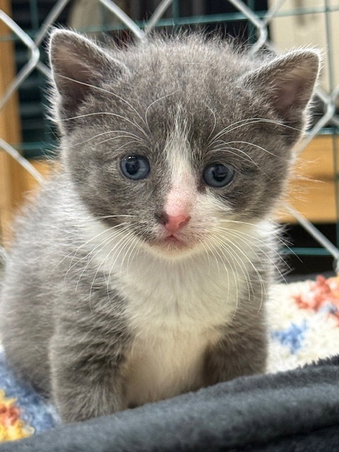 Suzy (Available 6/5/26), Domestic Short Hair / Mixed, cat for adoption in Williamsburg, Iowa