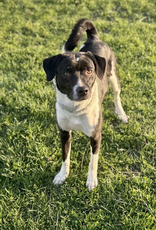 Lucy, an adoptable Eskimo Dog in Williamsburg, IA