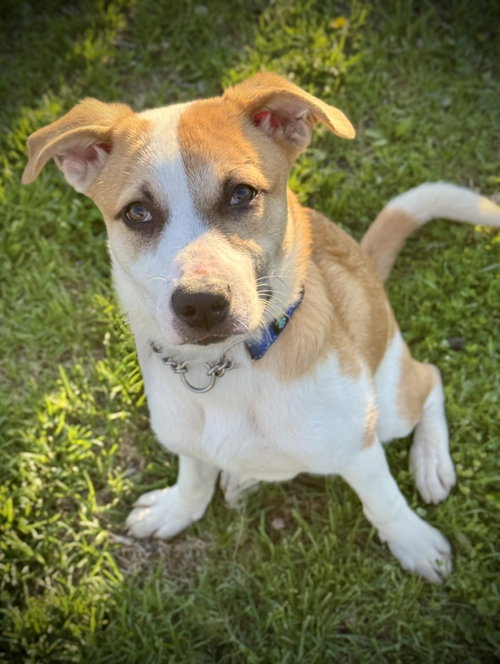 Birch, an adoptable Eskimo Dog in Williamsburg, IA
