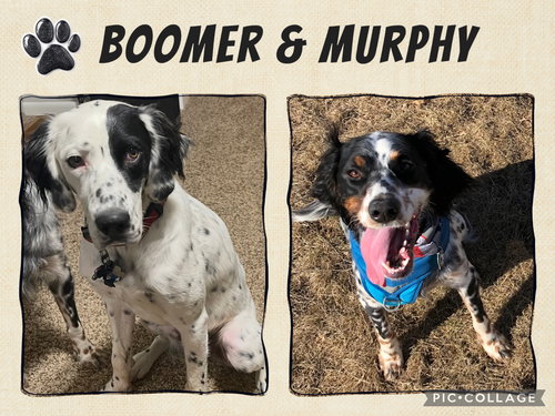Boomer & Murphy (Courtesy Listing)