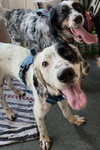 Boomer & Murphy (Courtesy Listing)