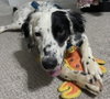 Boomer & Murphy (Courtesy Listing)