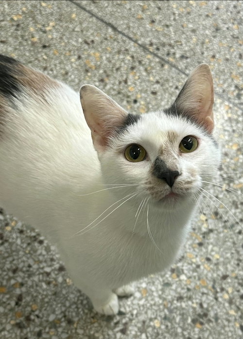 Katana, Adult Domestic Short Hair / Calico / Mixed, cat for adoption in Williamsburg, Iowa