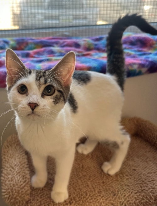 Babs, Young Domestic Short Hair / Tabby / Mixed, cat for adoption in Williamsburg, Iowa