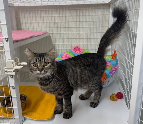 Cassie, Domestic Short Hair / Tabby / Mixed, cat for adoption in Williamsburg, Iowa