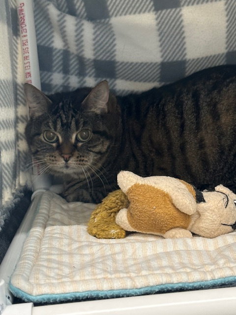 Stormy (Bonded with Loki)