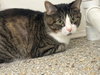 Loki (Bonded with Stormy)
