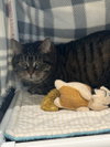 Loki (Bonded with Stormy)