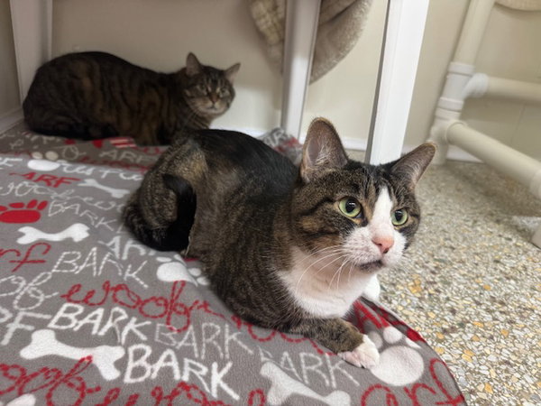 Loki (Bonded with Stormy)