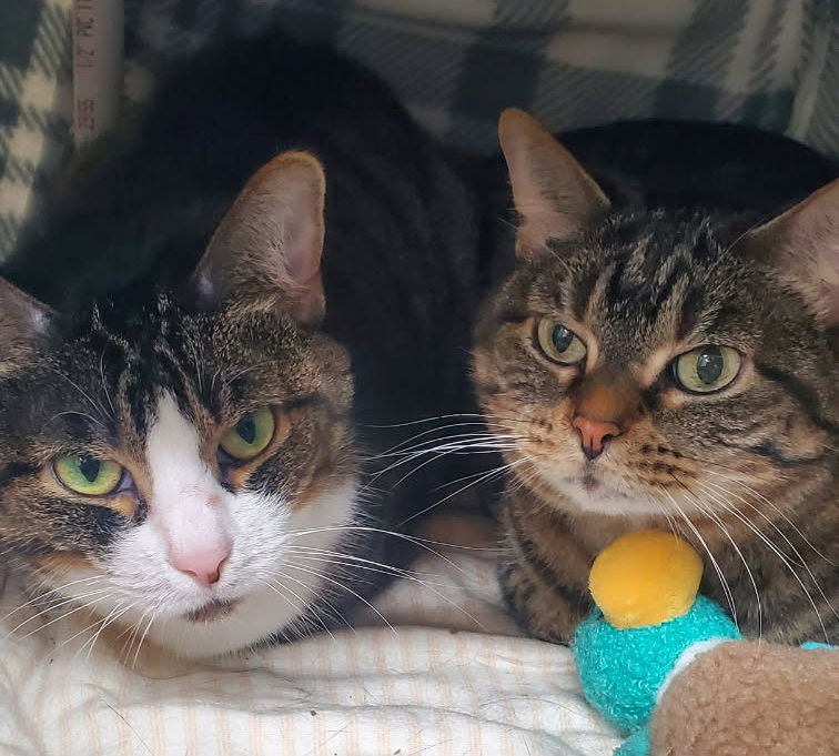 Loki (Bonded with Stormy)