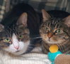 Loki (Bonded with Stormy)