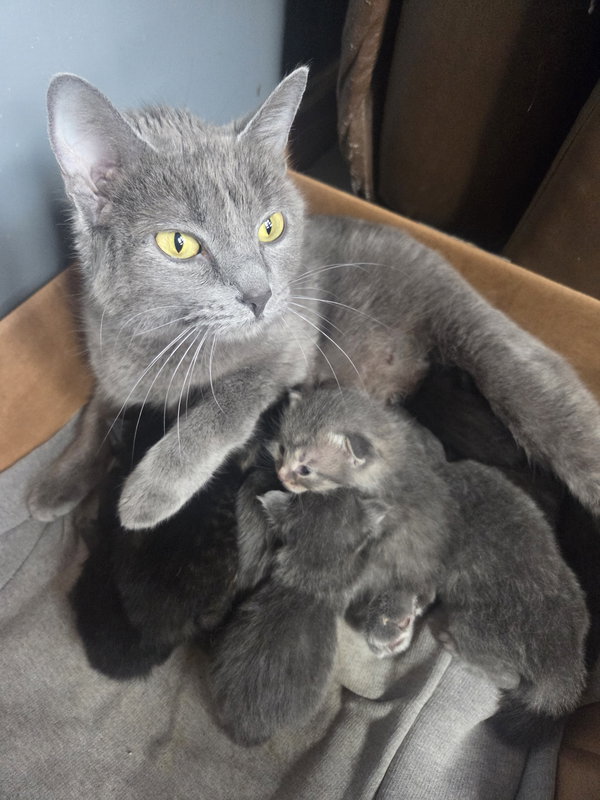 Purrincess (Available 6/5/2026)