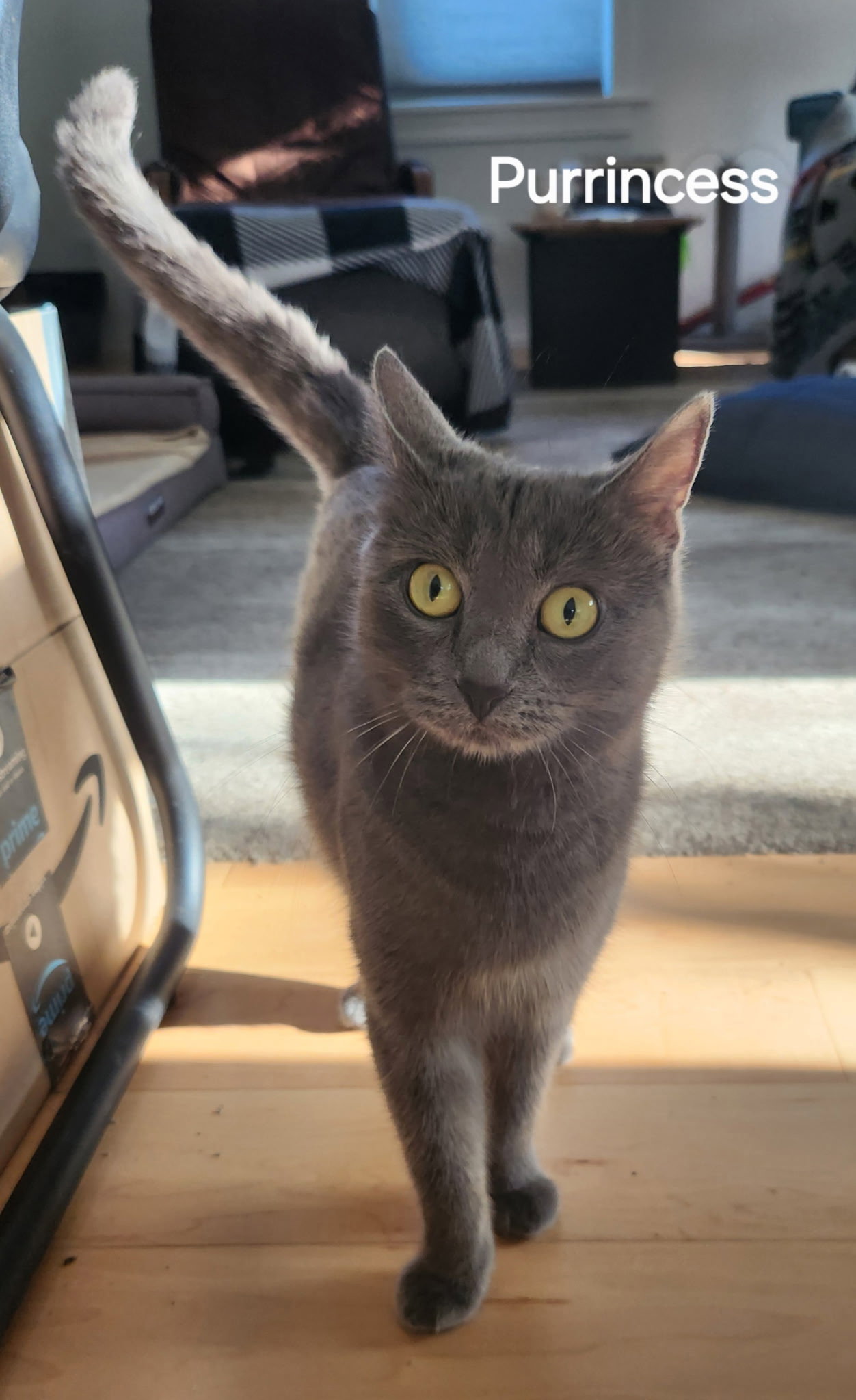 Purrincess (Available 6/5/2026)