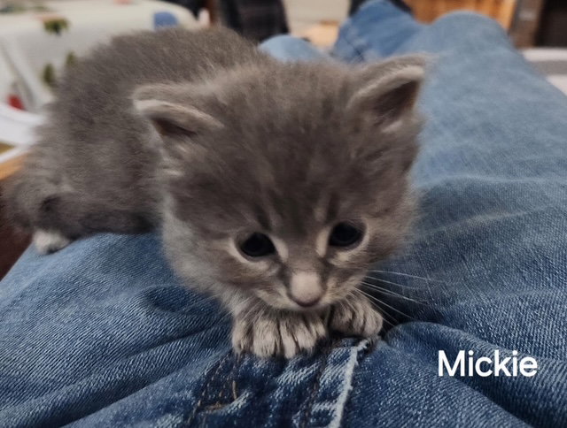 Mickie Meowsie (Available est. 6/5/26)