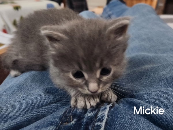 Mickie Meowsie (Available est. 6/5/26)