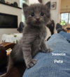 Sweetie Pete (Available est. 6/5/26)
